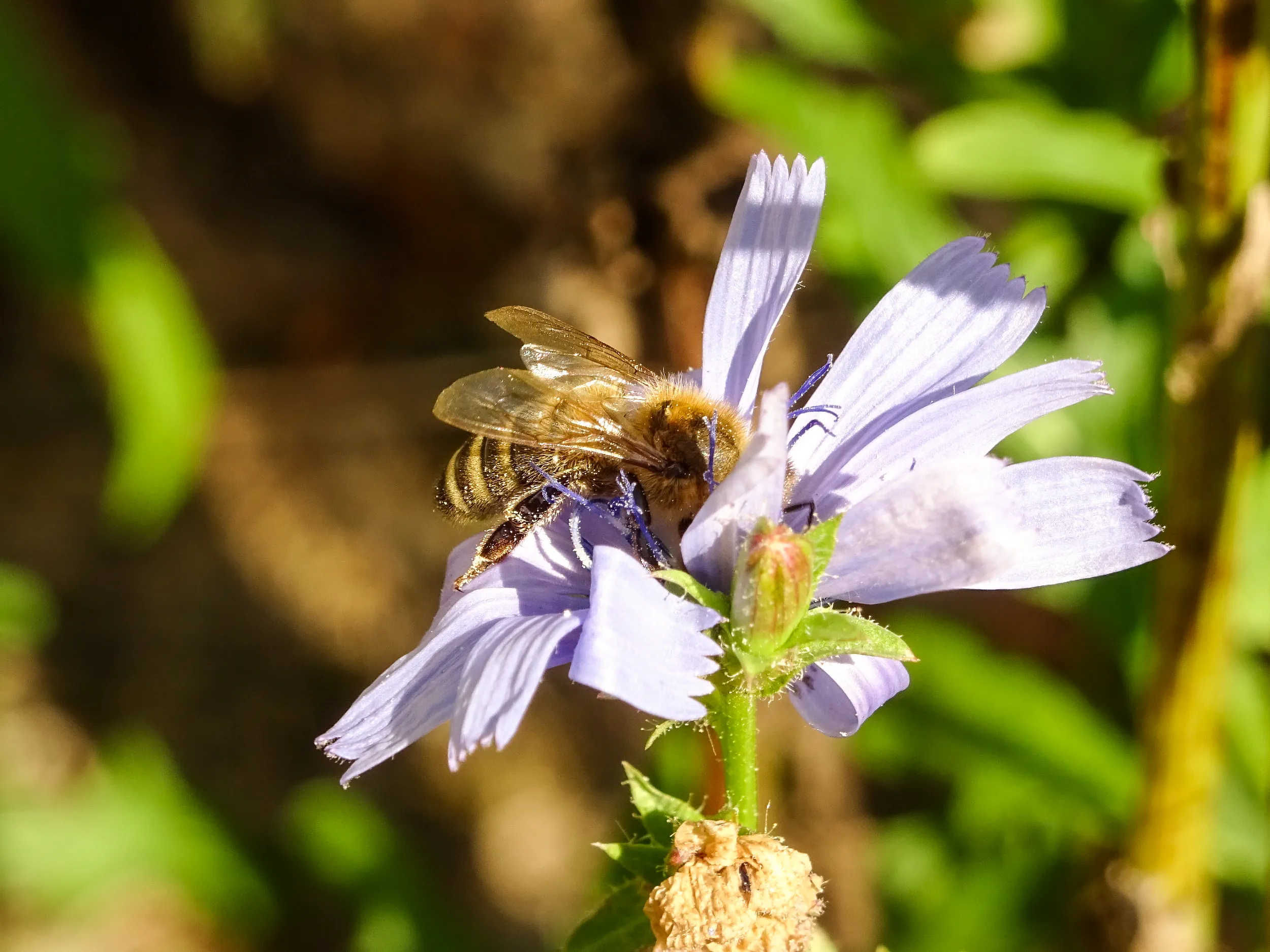 Wildbiene sitzt auf einer lilanen Wegwartenblüte