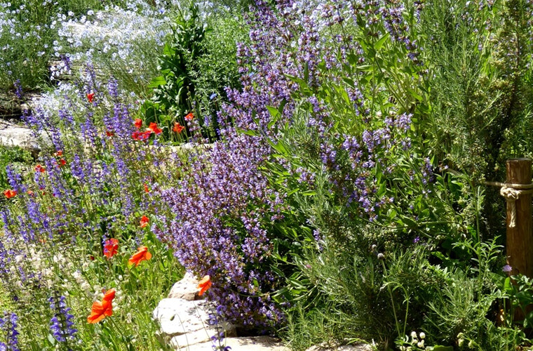 Ausschnitt eines üppig blühenden Kalkschotterbeetes. Lila blühend und rote Mohnblumen
