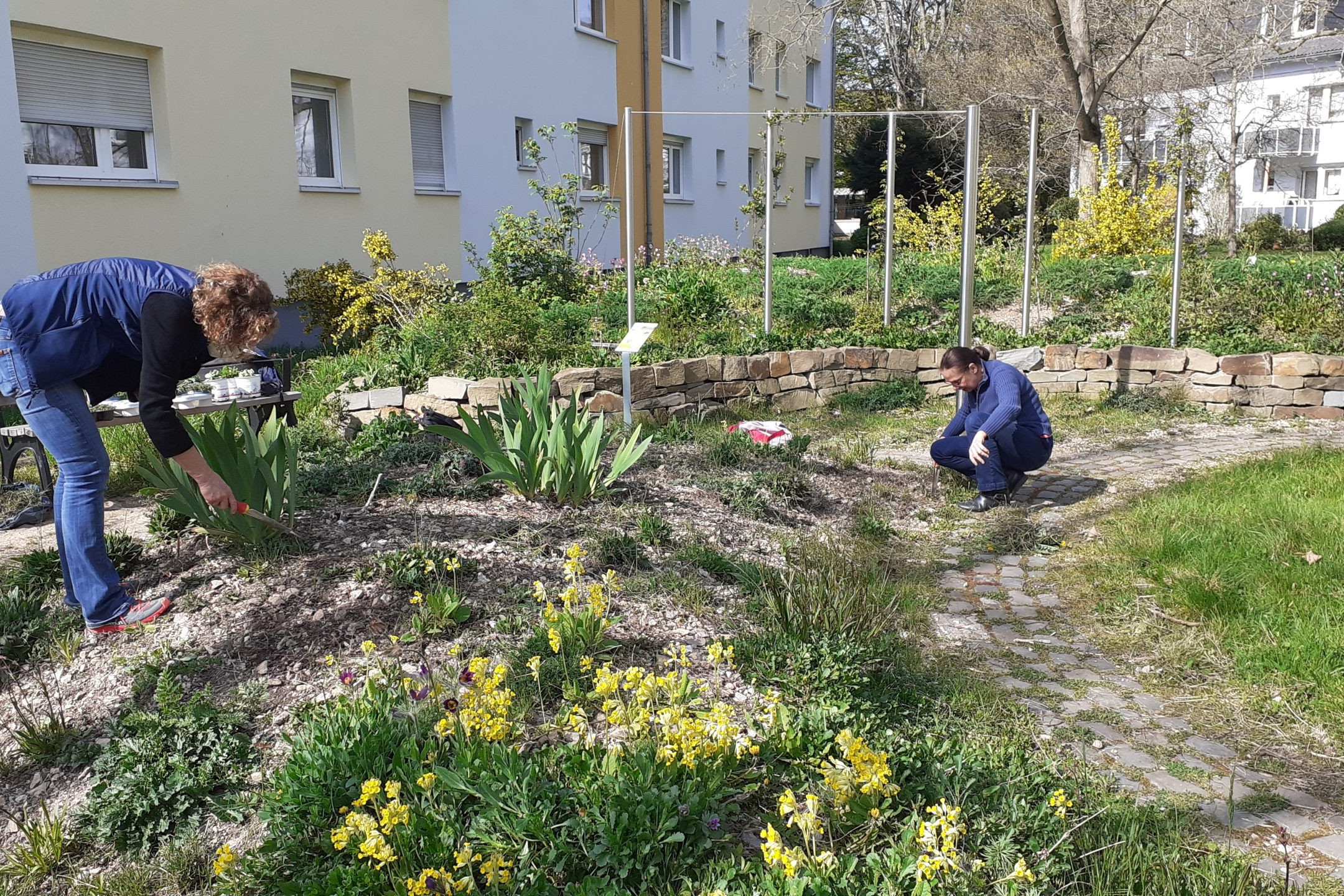 Zwei Frauen pflegen in der Frühlingssonne ein gelb blühendes Kalkschotterbeet