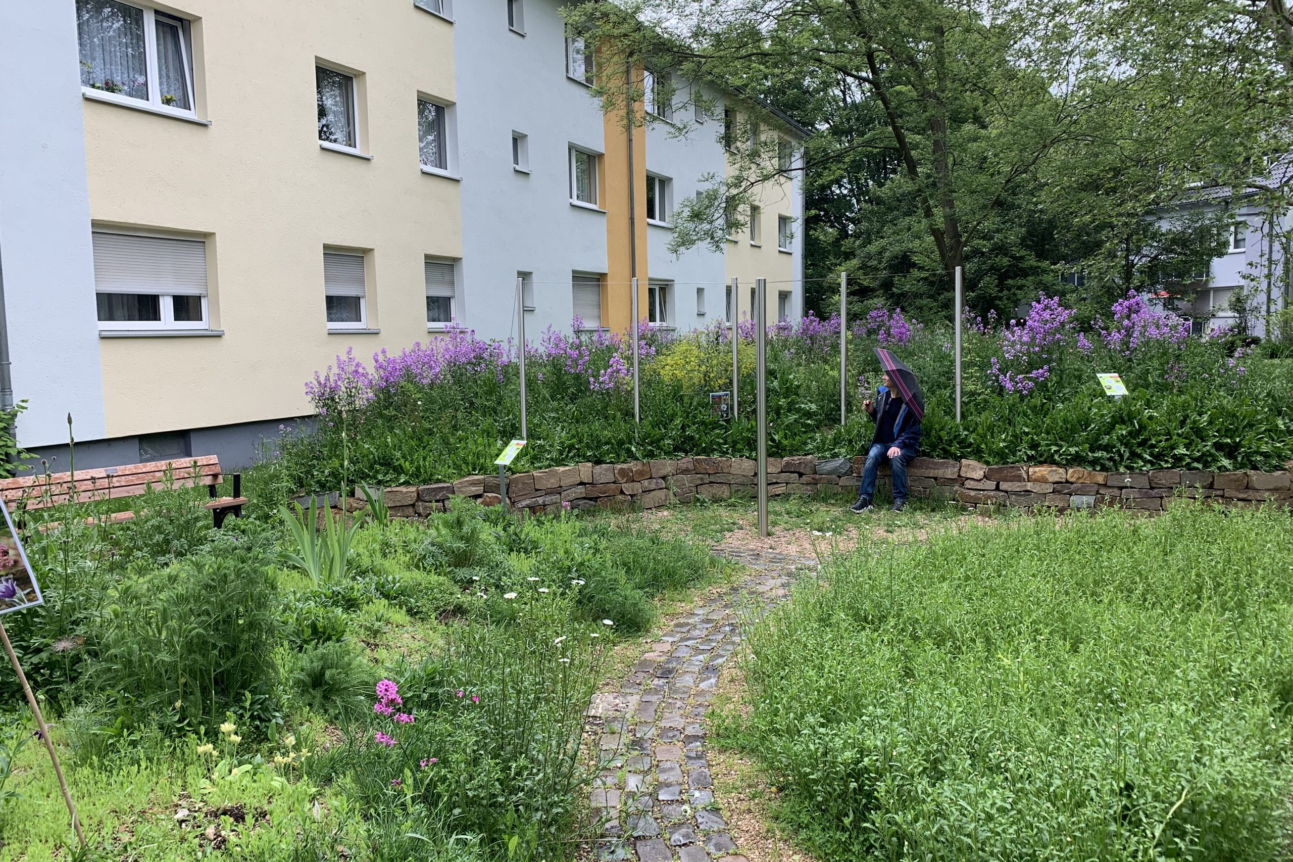 Eine Person sitzt auf der Trockenmauer. Hinter ihr ein lilablühender Kalkschotterhügel und im Vordergrund der Pflasterweg und Beete. Links im Bild ein Mehrfamielien Wohngebäude.