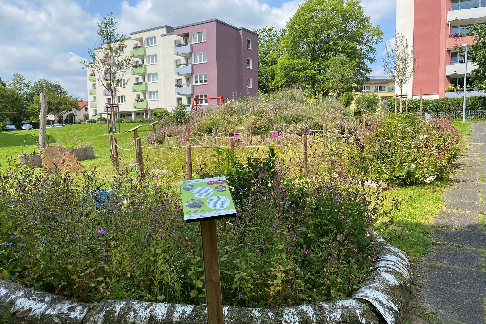 Blick auf den PikoPark im 2 Jahr im Sommer. Im Vordergrund ein Infoschild vom Naschbeet. Im Hintergrund Mehrfamilienhäsuer.